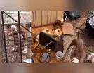 Tutora de pitbulls abandonados é multada em R$ 85 mil em Arapongas