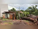Árvore cai sobre casa de madeira durante temporal em Ivaiporã