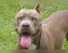 Irmãos bêbados brigam no meio da rua e são atacados por pitbull