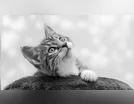 Morador de Arapongas mata gato após arremessar animal por cima de muro