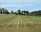 AGRICULTURA