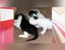 Mulher encontra quatro gatos filhotes dentro de sacola e aciona a PM