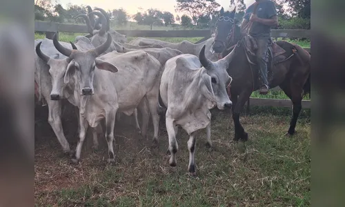 PCPR prende homem por receptação e recupera rebanho em Jaguapitã