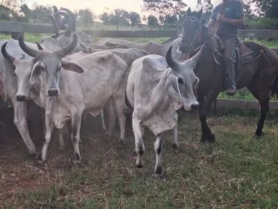 A captura do indivíduo e o resgate dos animais aconteceram nesta terça-feira (25), em Jaguapitã, na mesma região.