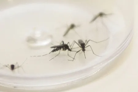 Além de dois casos positivos de dengue Ivaiporã teve registrado o primeiro caso de Chikungunya na cidade