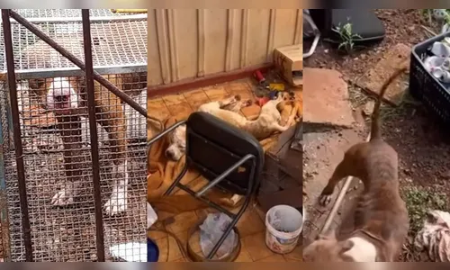 Tutora de pitbulls abandonados é multada em R$ 85 mil em Arapongas