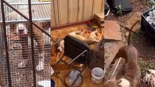 Animais foram encontrados em situação precária; um estava morto