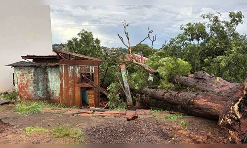 Árvore cai sobre casa de madeira durante temporal em Ivaiporã