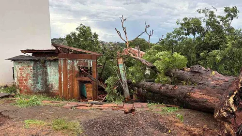Árvore cai sobre casa de madeira durante temporal em Ivaiporã