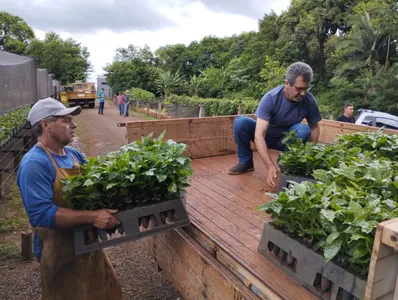 Atualmente, Apucarana é a quinta maior produtora de café do Paraná