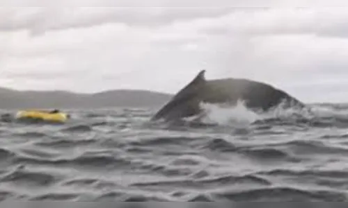 Vídeo mostra baleia abocanhando homem que passeava de caiaque no Chile