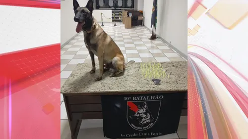 Cão policial Smoke prestou apoio na ocorrência