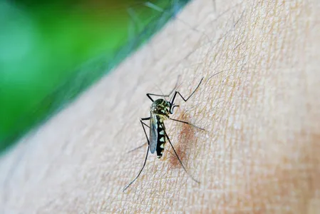 Dengue é causada pelo mosquito Aedes aegypti