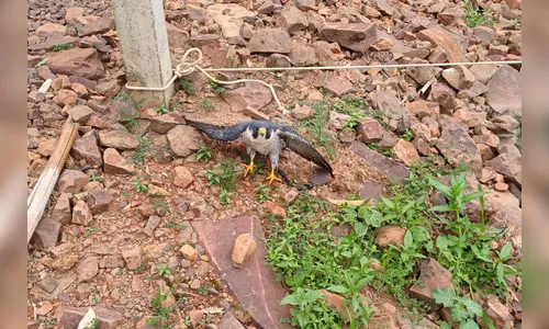 Falcão que percorreu 7,3 mil km quebra asa e é resgatado no Paraná