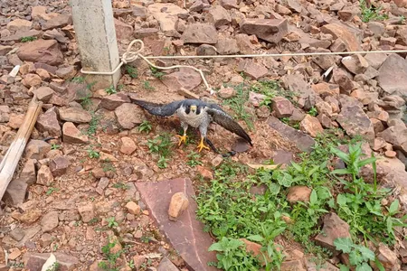 Equipe do Instituto Água e Terra (IAT) ajudou a resgatar um falcão peregrino