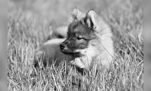 Homem é preso após matar filhotes de cachorro a golpes de foice