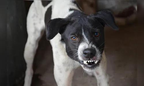 Cachorro pula muro de residência e ataca motociclista em Apucarana