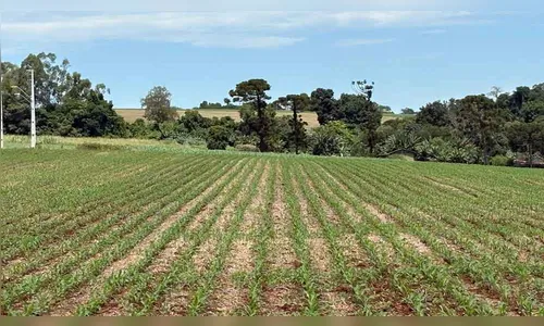 Milho safrinha deve chegar a 122 mil hectares na região de Ivaiporã