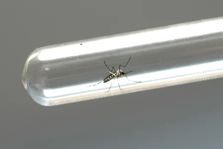 Nas primeiras sete semanas de 2025, o número de casos confirmados de dengue no Paraná é 93,1% menor em relação ao mesmo período de 2024.