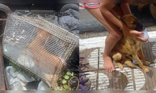 Cachorro flagrado em gaiola é resgatado pela GCM em Apucarana