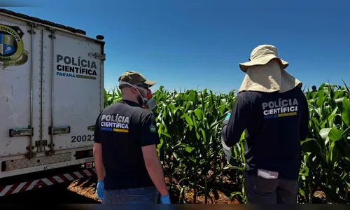 Cadáver é encontrado em plantação de milho no PR; polícia investiga