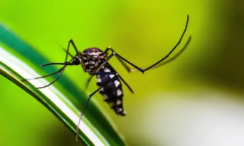 Saúde confirma dois óbitos e 1.785 novos casos de dengue no Paraná