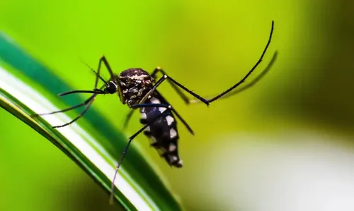 Óbitos ocorreram em janeiro, segundo a Sesa