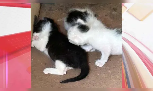 Mulher encontra quatro gatos filhotes dentro de sacola e aciona a PM