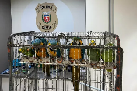 PCPR resgata seis aves vítimas do tráfico de animais em Curitiba
