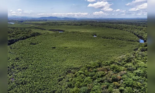 Desmatamento em queda: regiões do Paraná em destaque