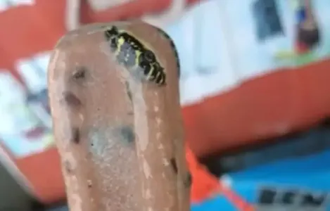 Picolé que foi comprado estava com uma serpente