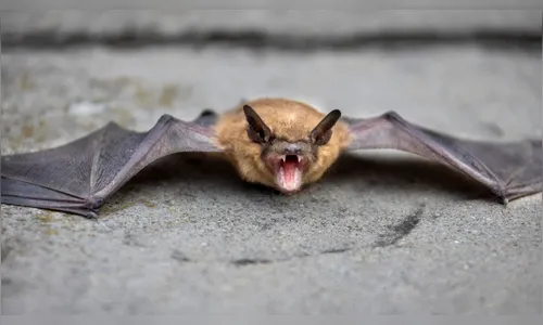 Secretaria de Saúde de Ivaiporã orienta sobre cuidados com morcego