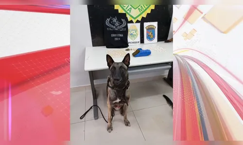 Canil da Polícia Militar de Apucarana completa 10 anos