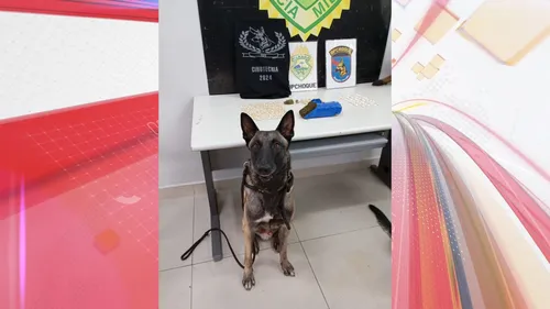 Somente neste ano, em uma das apreensões com o auxílio dos cães, mais de 250 quilos de maconha foram encontrados