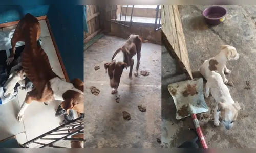 Maus-tratos contra cadela e filhotes mobiliza PM e Cemsa em Apucarana