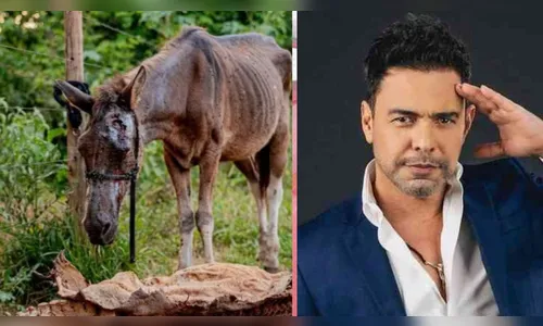 Zezé Di Camargo vai adotar cavalos que sofriam maus-tratos
