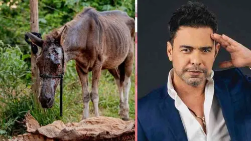 Zezé Di Camargo vai adotar cinco cavalos