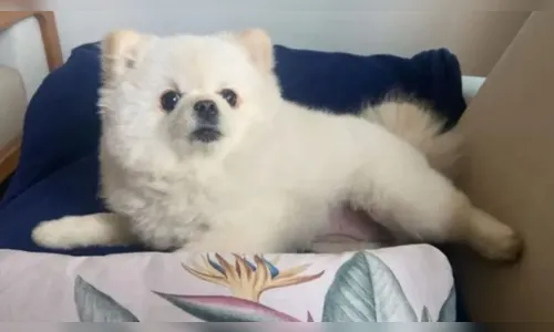 Funcionário de pet shop é suspeito de matar cadela a tesouradas