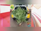 Polícia Militar apreende pé de maconha em casa de Ivaiporâ