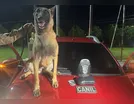 Cão da PM encontra 1 kg de droga dentro de carro em Arapongas