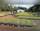 Viveiro do IAT fortalece preservação da Mata Atlântica no Vale do Ivaí