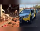 Idosa fica gravemente ferida após ser atacada por três pitbulls no PR