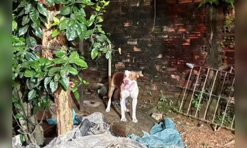 Bebê de três meses morre após ataque de pit-bull em casa de cuidadora