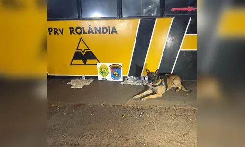 Cão Maximus, da PRE, encontra haxixe escondido em corpo de passageira