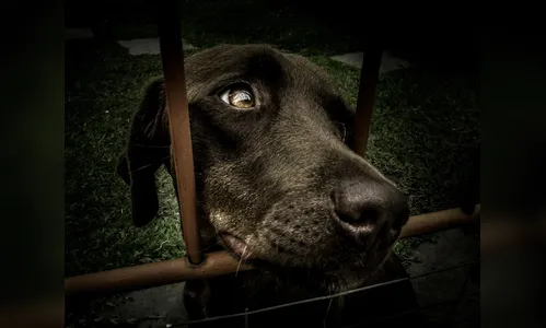 Abril Laranja: o que diz a lei sobre a crueldade contra os animais?