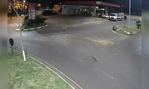 Onça é flagrada em avenida de cidade do Paraná; veja o vídeo