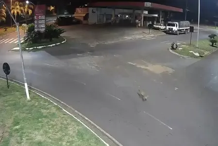 Além de câmeras de segurança, outros testemunhas viram o animal, que é uma onça-parda