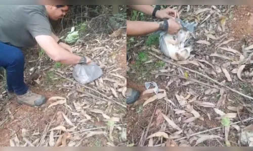Homem prende cachorra em sacola plástica após animal estragar moto