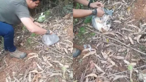 Animal foi localizado ainda com vida e levado para clínica veterinária