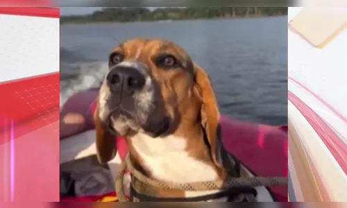 Bombeiros resgata cão após ele cair de penhasco no Paraná; veja vídeo